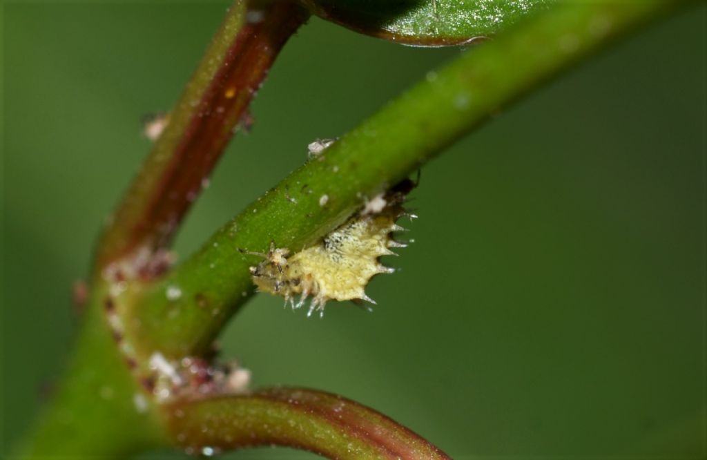 Larva di sirfide?